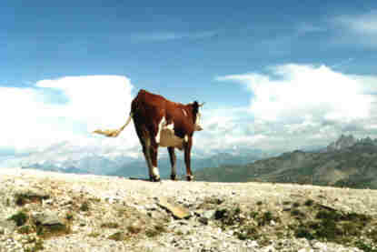 oh, la vache !
